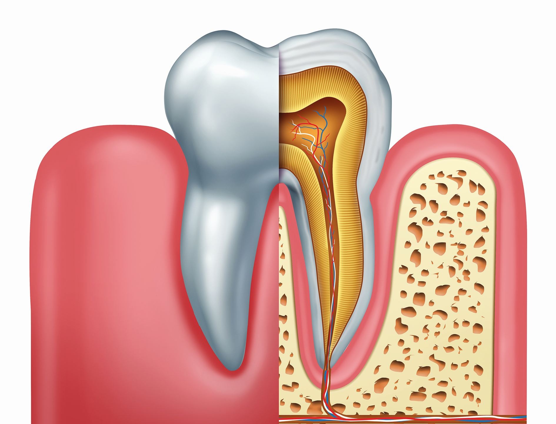 Tooth anatomy and root canal illustration